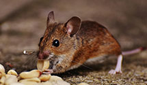 24 Hour & Emergency Exterminators in Springhouse, PA